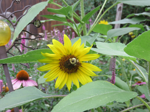 bee on flower